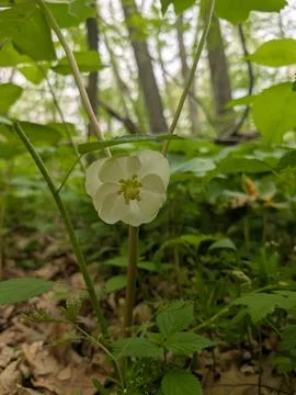 Mayapple flower 스톡 사진