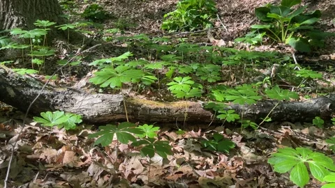 Mayapple Patch Gently Swaying in a Light Forest Breeze. Stock Footage 239492163