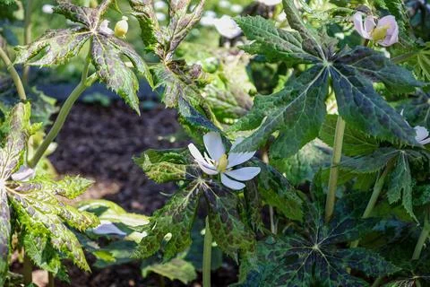 Mayapple plant with distinctive patterned leaves and delicate white flower .. Stock Photos