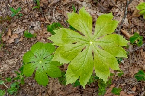 Mayapple plants closeup Stock Photos