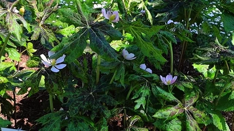 "Mayapple plants with delicate white flowers blooming in a lush garden setting" Stock Footage 338370688