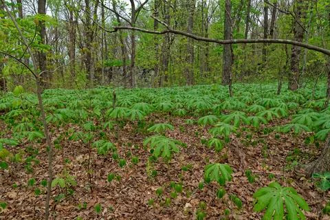 Mayapple plants emerging in a forest Stock Photos
