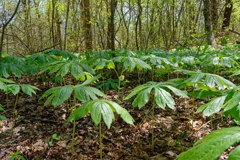 Mayapple plants in the forest Stock Photos