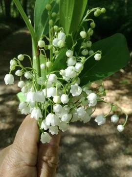 MAYBELLS  in the hand Stock Photos