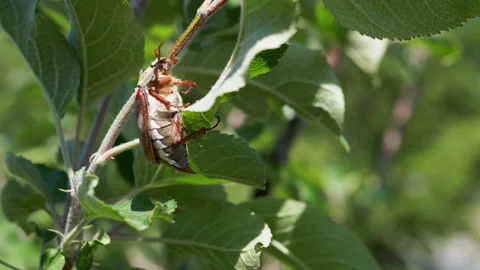 Maybug on an Apple Tree Stock Footage 293157007