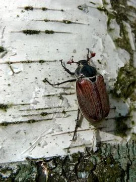 Maybug on birch Stock Photos
