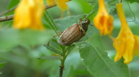 Maybug, chafer beetle is feeding on a flowers. Stock Footage 64285233