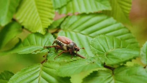 Maybug, chafer beetle is sitting on leaf in the forest. Insect macro, closeup Stock Footage 87138568