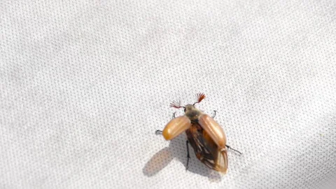 Maybug flies away Stock Footage 197074662