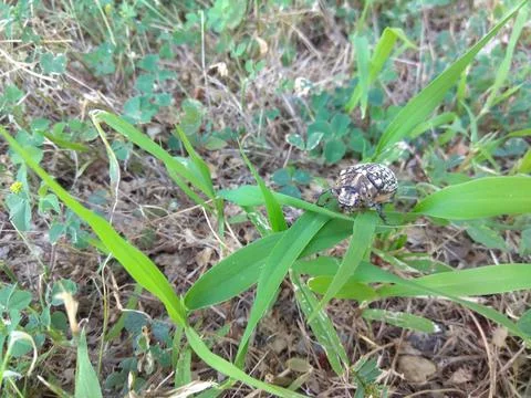 Maybug on green grass Chafer spring in the meadow Melolontha under the sun Stock-Fotos