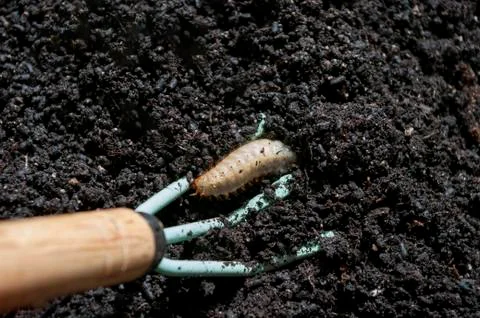 Maybug larva in soil, flower roots damaging insect pest. Stock Photos
