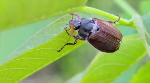 Maybug on leaf Video stock 50180307