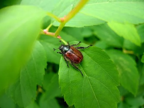 Maybug on leaf Stock Photos