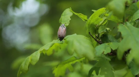 Maybug on an oak tree Stock Footage 39467640