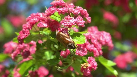 Maybug on the pink blooming hawthorn tree Stock Footage 109151802