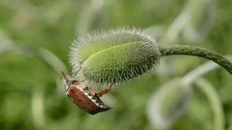 Maybug on spring poppy bud Stock Footage
