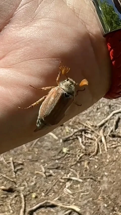 Maybug walking on a hand Stock Footage 337165268