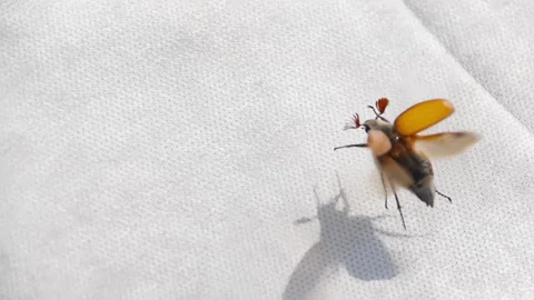 Maybugs flies away, close shot Stock Footage 196115451
