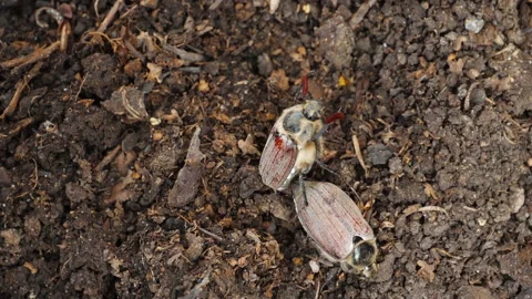 Maybugs on the soil Stock Footage 195786956