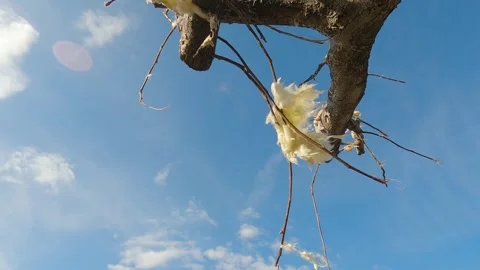 Mayfield Ky Tornado Damage - Slow Motion - Insulation in Tree Stockbeeldmateriaal 278124985