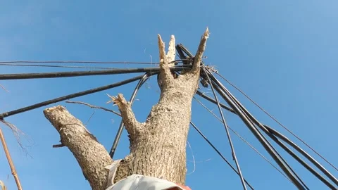 Mayfield Ky Tornado Damage - Slow Motion - Utility Line in Tree Stock Footage 278125008