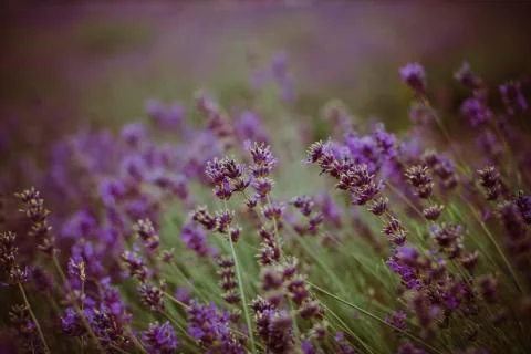 Mayfield lavender farm, UK Stock Photos