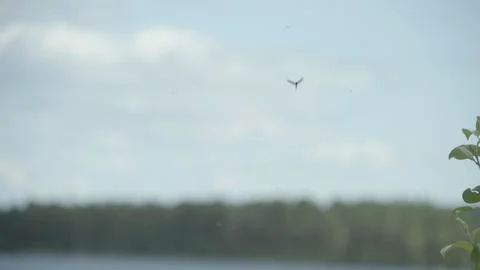 Mayflies / Eintagsfliege 01 Stock Photos