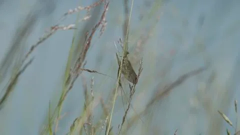 Mayflies / Eintagsfliege 03 Foto stock