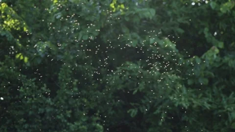 Mayflies Stock Footage 131916114