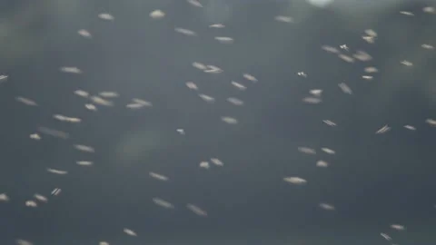 Mayflies Stock Footage 131916140