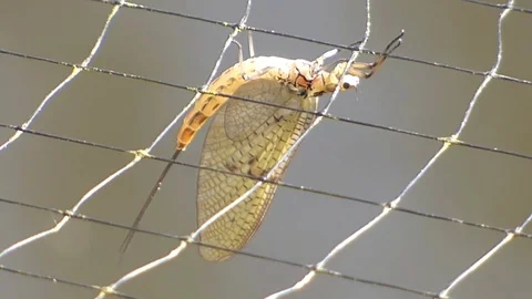 Mayfliy on net Video stock 89635157