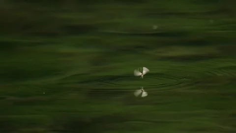 Mayfly drifting on water surface Stock Footage 315652070