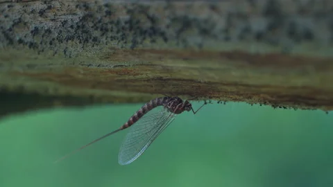 Mayfly Ephemera vulgata sitting on the down side of tree branch. Stock Footage 156301572
