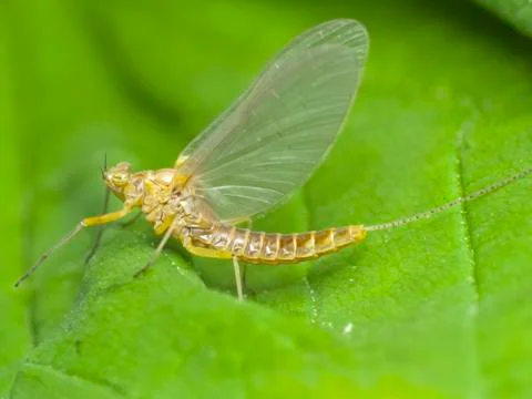 Mayfly (Ephemeroptera) close-up Stock Photos