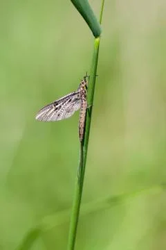 Mayfly - Ephemeroptera  库存照片