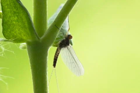 Mayfly Ephemeroptera Foto stock