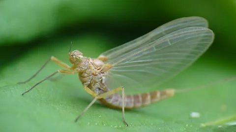 Mayfly, fishing fly (Ephemeroptera) Stock Footage