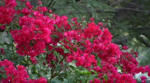 Mayfly flower Stock Footage