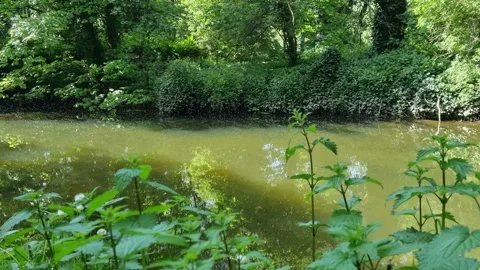 Mayfly Hatch On UK River Stock Footage 244880166