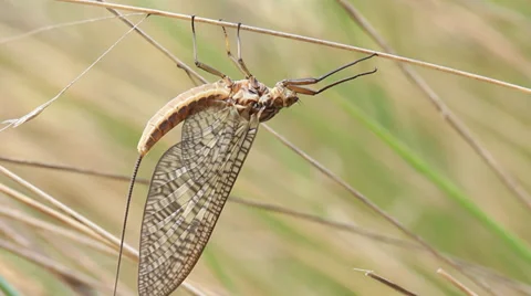 Mayfly Insect Footage Stock Footage 36472290