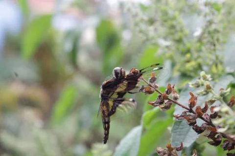 Mayfly insect 库存照片
