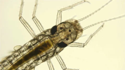 Mayfly larva under the microscope, Stock Footage 111034253