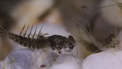 Mayfly larvae the bottom of a pond Stock Footage 96765882
