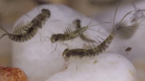 Mayfly larvae the bottom of a pond 스톡 동영상 96766289