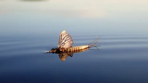 Mayfly laying on water surface Video stock 83885883