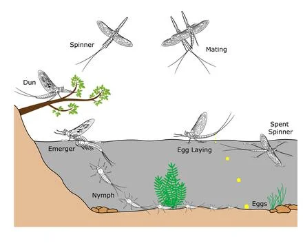 Mayfly Lifecycle Illustration  Illustrazione stock