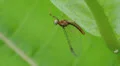 Mayfly (Maccaffertium sp.) 1 HD Footage