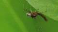 Mayfly (Maccaffertium sp.) 3 HD Footage