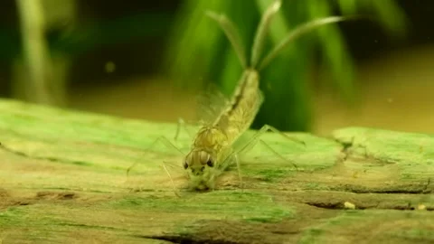 Mayfly nymph (Baetis sp.) Video stock 295062368