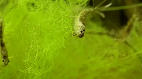 Mayfly nymph (Baetis sp.) Video stock 295079204
